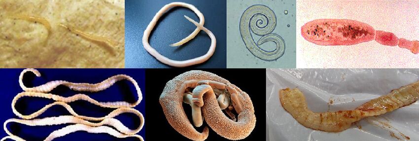 Parasito mota desberdinak