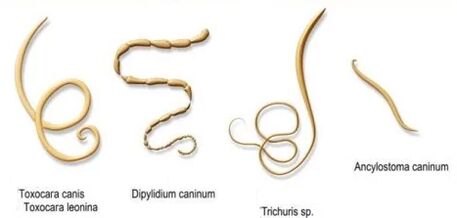 zizareak eta haien izenak