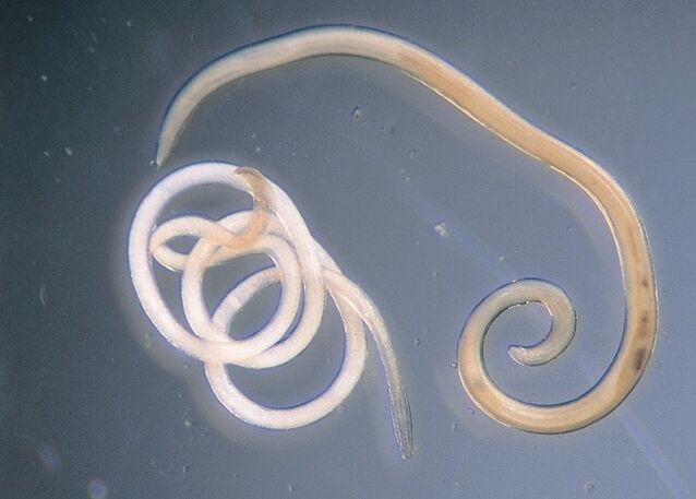 Nematodes