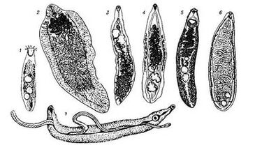 Trematodoak (zizare lauak)