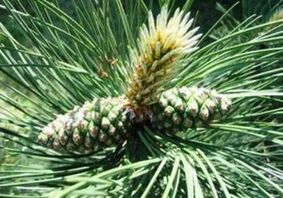 Parasitoen gorputza garbitzeko pinua