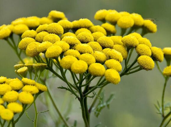 tansy - parasitoentzako erremedio bat